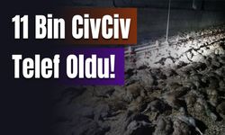 11 Bin CivCiv Yanarak Telef Oldu!