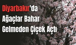 Diyarbakır'da Ağaçlar Bahar Gelmeden Çiçek Açtı