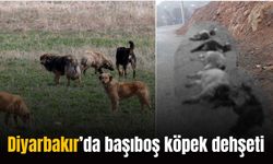 Diyarbakır’da başıboş köpek dehşeti: 15 hayvanı telef ettiler