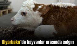 Diyarbakır’da hayvanlar arasında salgın: Bu belirtilere dikkat!