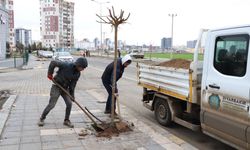 Diyarbakır’da yeni imar alanlarından olan caddede ağaçlandırma çalışması