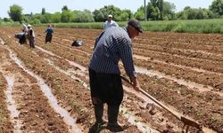 Tarımsal destek ödemeleri çiftçilerin hesaplarına aktarılacak