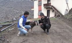 Bitlis Siser dağının eteklerinde sadece baba-oğul yaşıyor