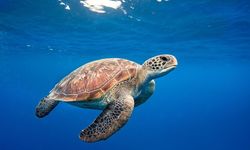 Deniz Kaplumbağası Yiyen 9 Kişi Hayatını Kaybetti