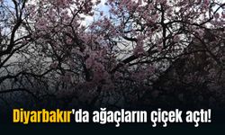 Diyarbakır'da ağaçlar çiçek açtı!