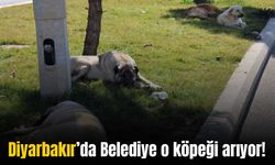 Diyarbakır'da 8 kişiyi ısıran köpek aranıyor!