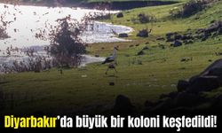 Diyarbakır'ın leylekleri Dicle Vadisi'nde artık "yerli"