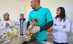 Diyarbakır’da yaban hayvanları tedavi ediliyor, veteriner adayları öğreniyor!