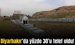 Diyarbakır'da arıların yüzde 30’u telef oldu: Nedeni şaşırttı
