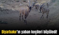 Bu yaban keçileri Tunceli’de değil Diyarbakır’da görüntülendi!