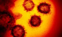 Japonya'da gizemli virüs! 21 ölü