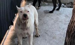 Bir köpek saldırısı daha! Adana'da pitbull cinsi köpek bir kız çocuğuna saldırdı