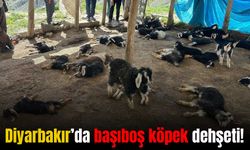 Diyarbakır Kulp’ta başıboş köpekler 45 küçükbaş hayvanı telef etti