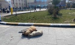 Diyarbakır İl Sağlık Müdürlüğü’nden ‘başıboş köpek’ açıklaması!
