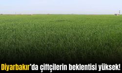 Diyarbakır’da bu yıl çiftçilerin rekolte beklentileri yüksek