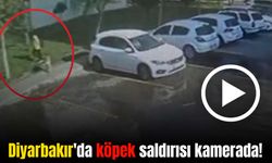 Diyarbakır'da 10 yaşındaki çocuğa köpek saldırdı!