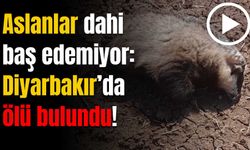Aslanlar dahi baş edemiyor: Diyarbakır’da ölü bulundu