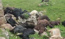 İdil’de yıldırım düştü! 31 keçi telef oldu