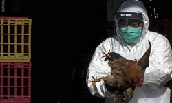 ABD'yi Kuş Gribi Tehlikesi Sardı: 8 Eyalette 33 Sürüde H5N1 Panik Yarattı!