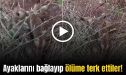 Ayakları bağlanarak ölüme terk edilen yavru çakallar kurtarıldı