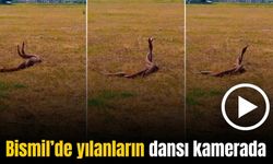 Diyarbakır’da yılanların dansı dakikalarca sürdü - Bismil Haber