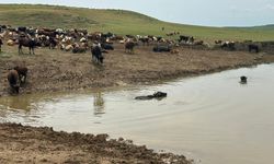 Diyarbakır'da hayvanların içme suyu göletleri onarılıyor