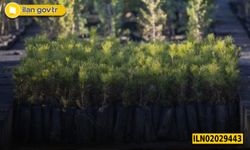 Diyarbakır Orman Fidanlık Şefliği İçin Fidan Üretim Malzemesi Satın Alınacaktır