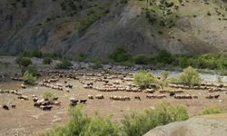 Koçerler binlerce koyunla beraber Muş dağlarında