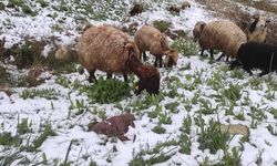 Şırnak'ta kar yağışı