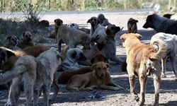 Sokak köpekleri yine saldırdı! Kadın yaralandı