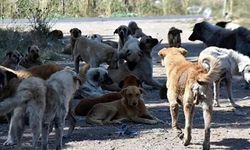 Sokak Köpeği Sorunu Alarm Veriyor! 3 Büyükşehirde 700 Bin Köpek Var!