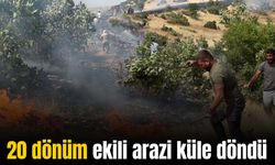 Mardin’de 20 dönüm ekili arazi küle döndü
