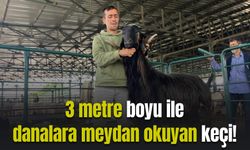 3 metrelik boyu ile danalara meydan okuyan keçi!