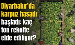 Diyarbakır'da 40 derece sıcaklıkta karpuz hasadı: Rekolte nasıl?