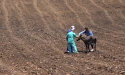 Dicle Üniversitesi yangından etkilenen hayvanları tedavi ediyor