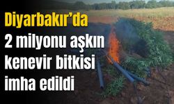 Diyarbakır’da 2 milyonu aşkın kenevir bitkisi imha edildi