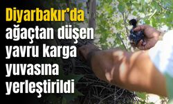 Diyarbakır’da ağaçtan düşen yavru karga yuvasına yerleştirildi