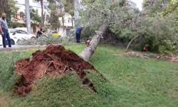 Gaziantep'te şiddetli rüzgar ağaçları kökünden söktü