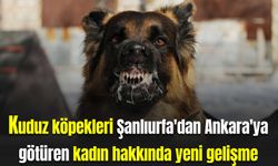 Kuduz köpekleri Şanlıurfa'dan Ankara'ya götüren kadın hakkında yeni gelişme