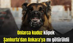 Onlarca kuduz köpek Şanlıurfa'dan Ankara'ya mı götürüldü? Valilikten açıklama!