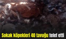 Sokak köpekleri 40 tavuğu telef etti