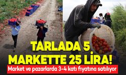 Tarlada 5, Markette 25 Lira! Domateste 100 Bin Ton Rekolte Bekleniyor