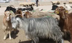 Tüm şehir onu arıyor! Sahte çeyrek altınla kurbanlık aldı