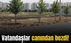 Diyarbakır’da yol kenarlarını taşlarla kapattılar! İşte nedeni…