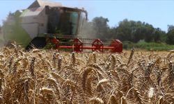 Bakan Açıkladı! Buğday ve Arpa Üretiminde 30 Milyon Ton Hedefleniyor