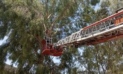 Mardin'de Ağaçta Mahsur Kalan Kişi Kurtarıldı