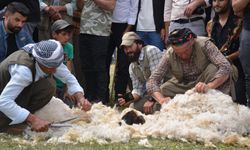 Besiciler Kuzu Kırkma Festivali'nde birincilik için mücadele etti