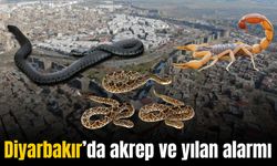 Diyarbakır’da akrep ve yılan alarmı