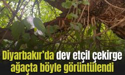 Diyarbakır’da dev etçil çekirge ağaçta böyle görüntülendi