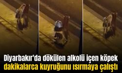 Diyarbakır’da çöpe dökülen alkolü içen köpek sarhoş oldu